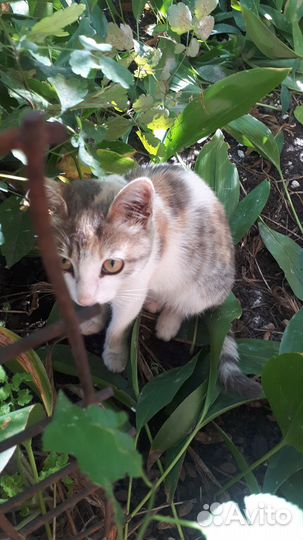 Кошка счастья в дом