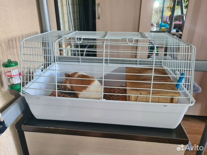 Морская свинка с клеткой