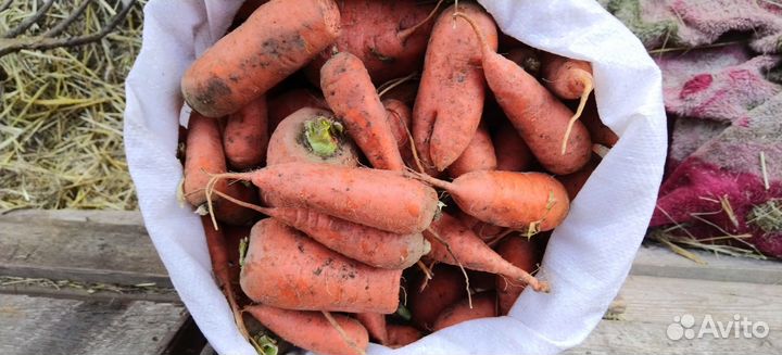 Морковь второй сорт для животных