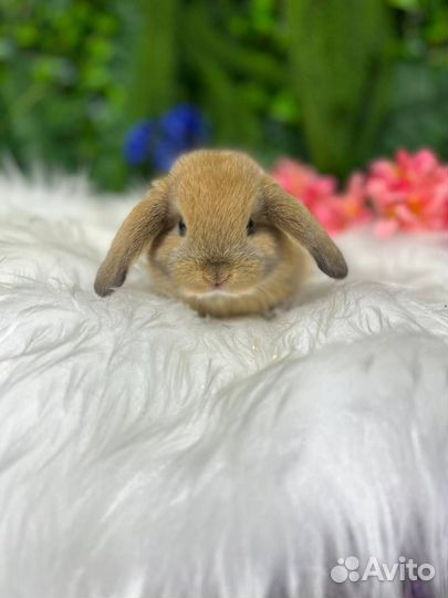 Карликовые кролики декоративные Мск