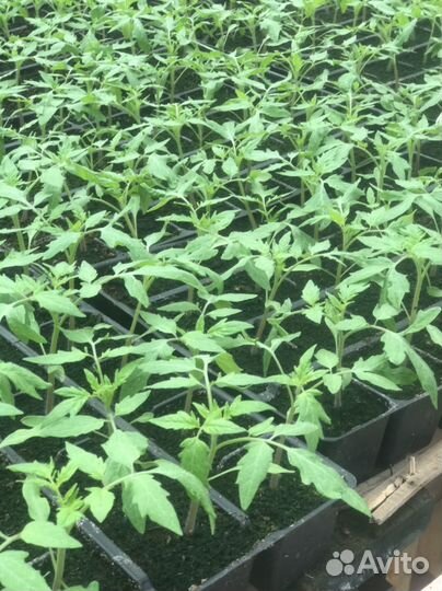 Рассада огурцов и помидор