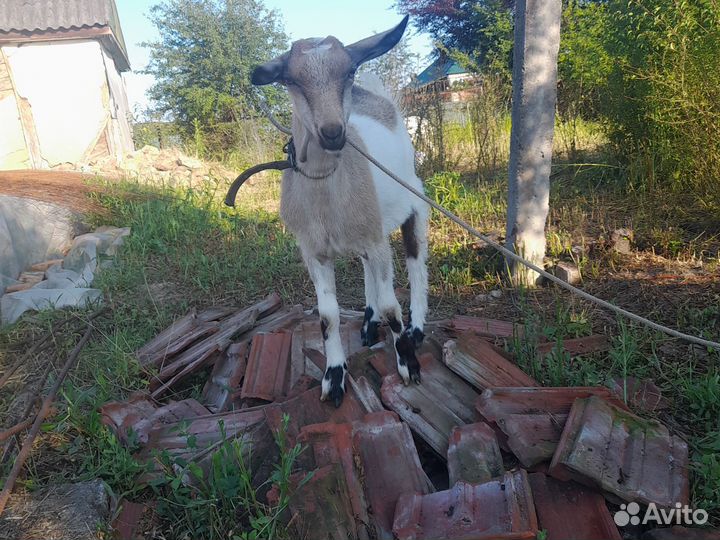 Продаются козачка