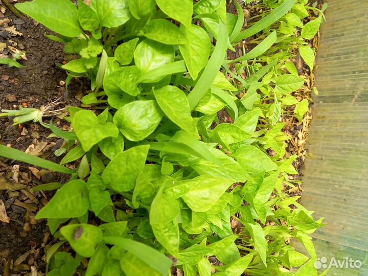 Перец болгарский рассада