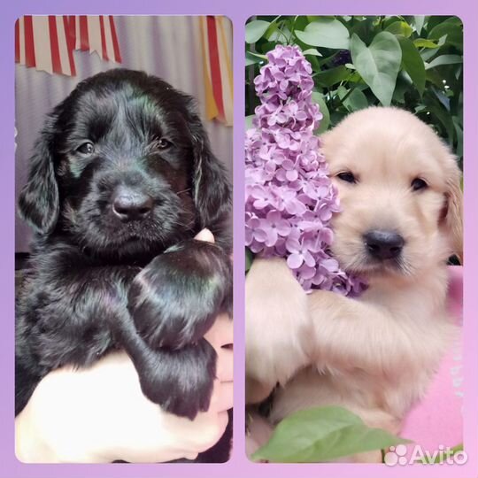 Щенки Прямошерстного Ретривера