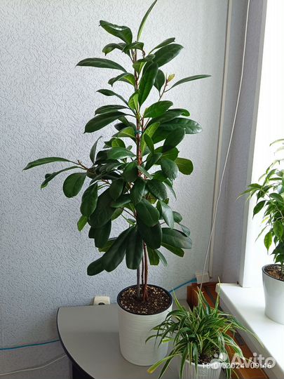 Фикус циастипула