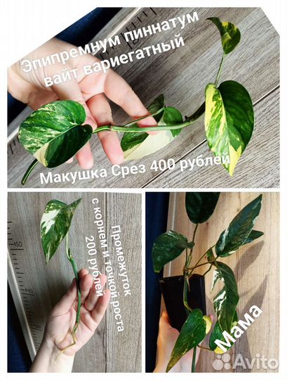 Комнатные цветочки