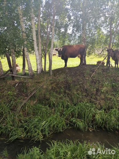 Коровы быки телки