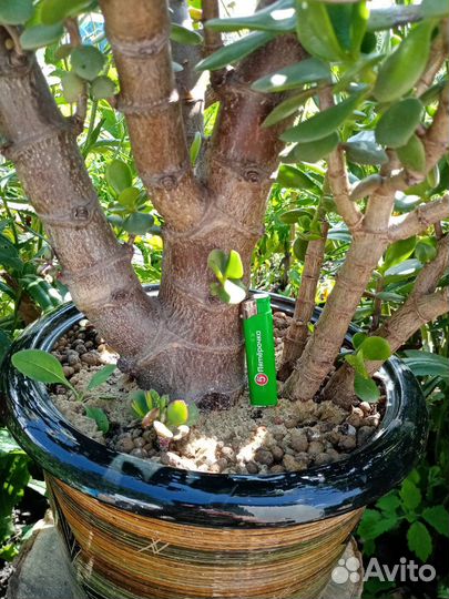 Толстянка(крассула-денежное дерево)