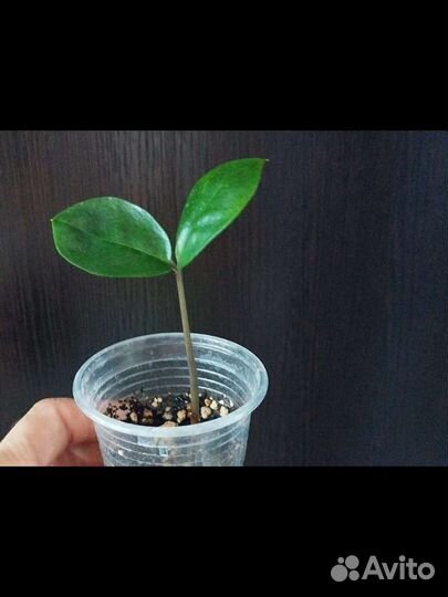 Замиокулькас обычный зеленый