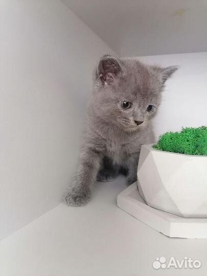 Британские котята