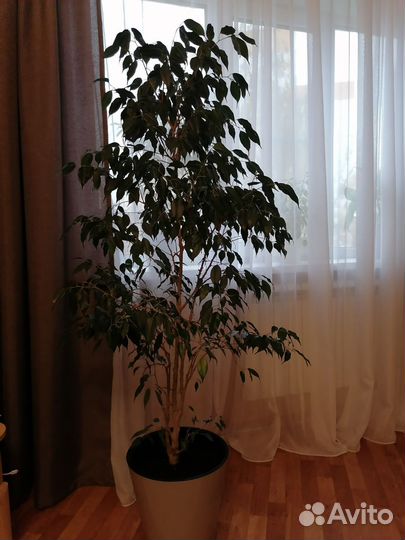 Фикус бенджамина