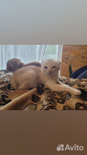 Отдам в добрые руки