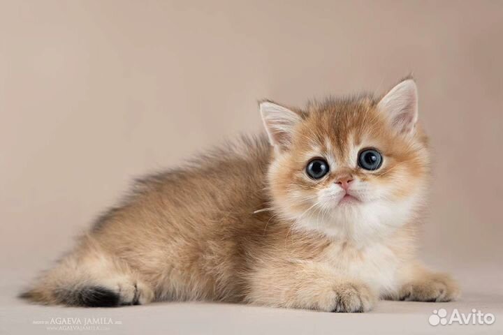 Мальчик золотая британская шиншилла Бугатти