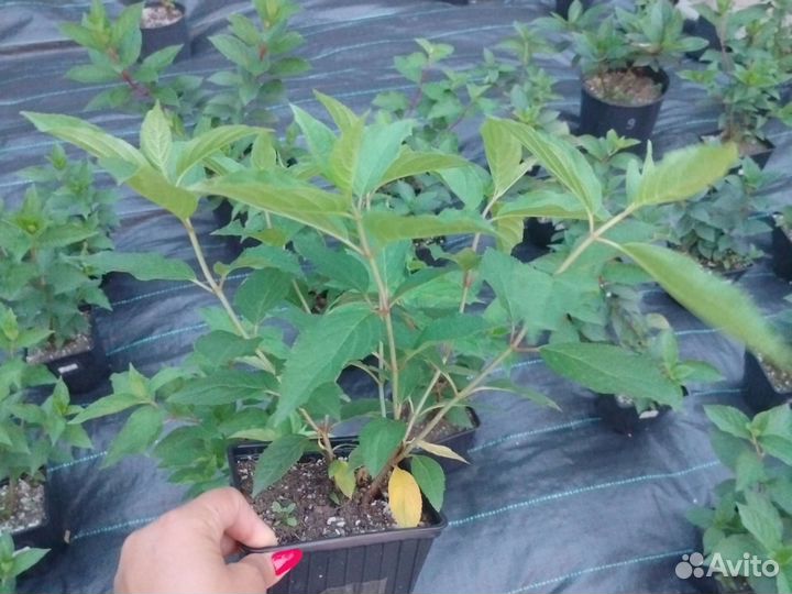 Гортензия Фантом