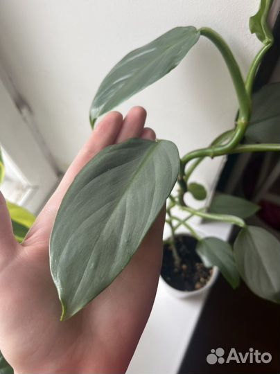Филодендрон сильвер квин