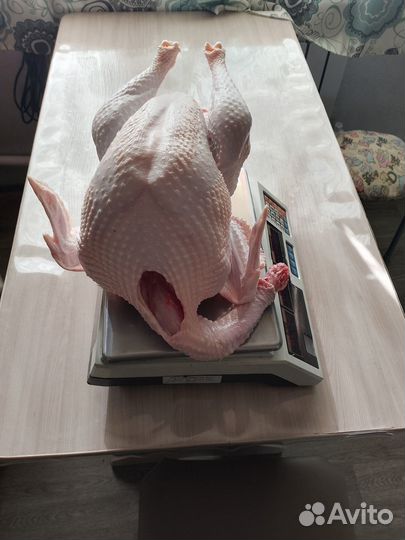 Продается домашняя индейка