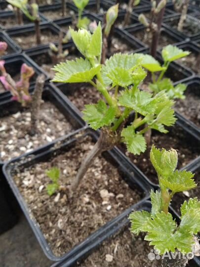 Саженцы винограда