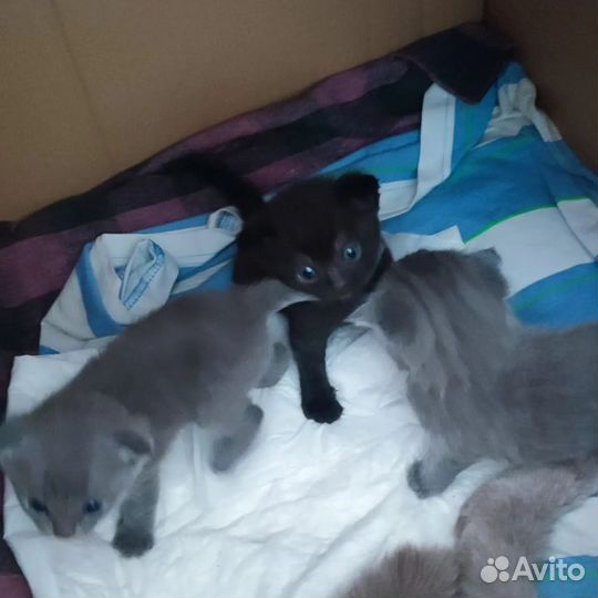 Котята в добрые руки