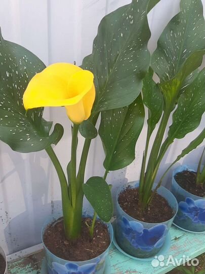 Калла в горшке цветущая