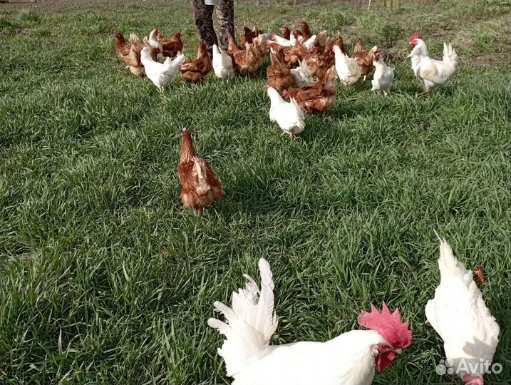 Домашние куриные яйца