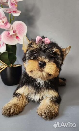 Йоркширский терьер