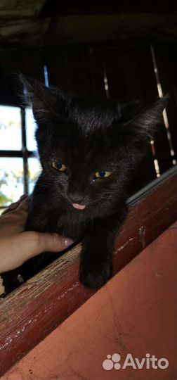 Черный кот