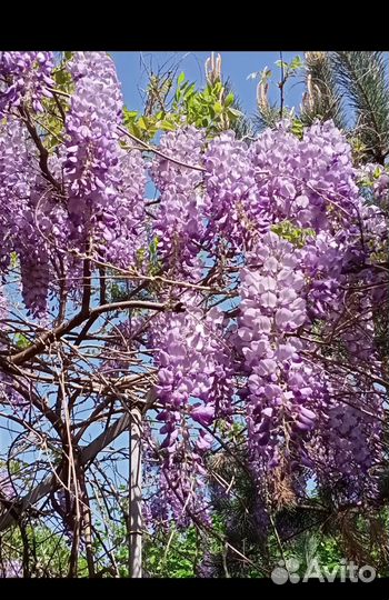 Черенки глицинии