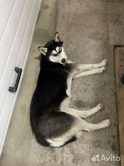 Щенок (помесь хаски )