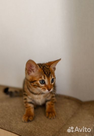 Бенгальские котята