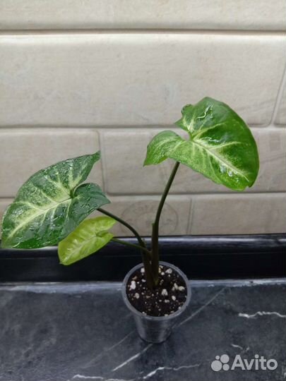 Сингониумы сортовые