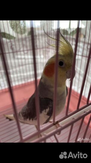 Попугай корелла с клеткой