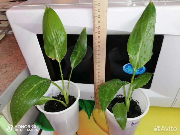 Стрелиция, нолина