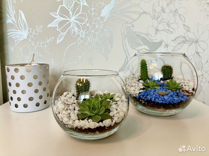 Флорариум с суккулентами