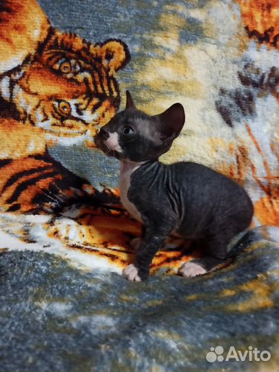 Донской сфинкс котенок