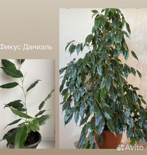 Продаю цветы