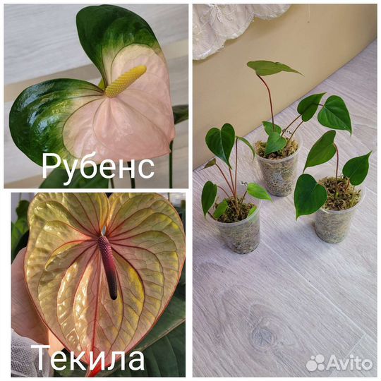 Антуриум(сеянцы Рубенс+Текила)