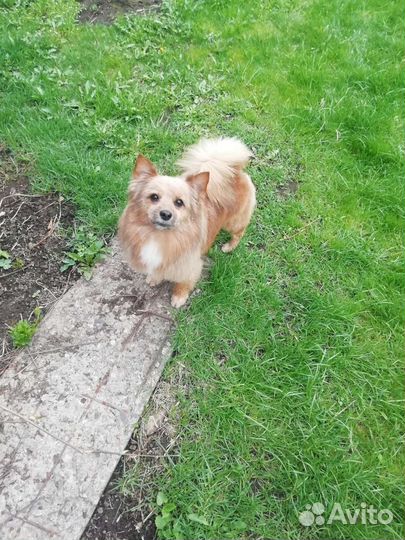 Шпиц для вязки