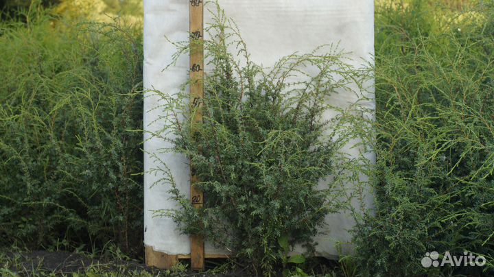 Можжевельник пирамидальный Хиберника