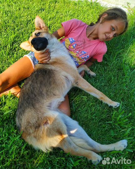 Метис овчарки маленькая Лора с переломом бедра
