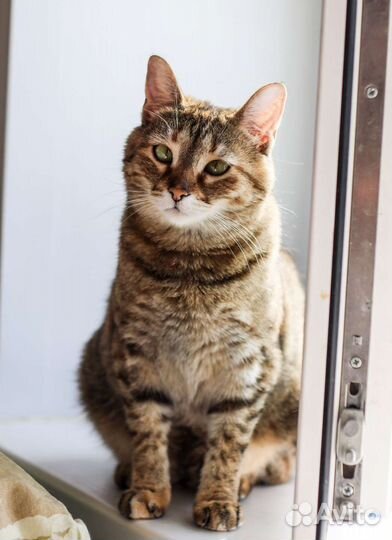 Кошка в дар