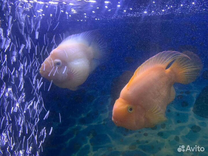 Аквариумные рыбки