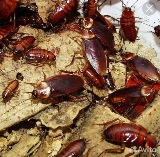 Народное Средство от тараканов гарантия 100