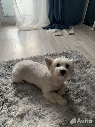 Передержка домашних животных