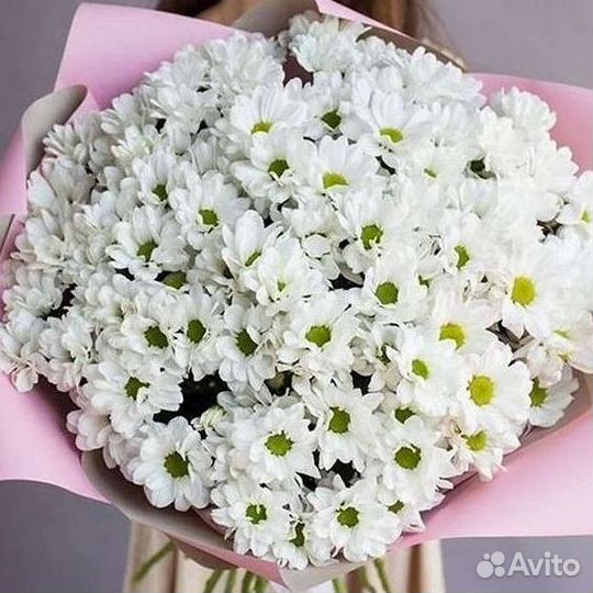 Хризантема