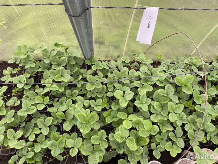 Усы клубники вкусной