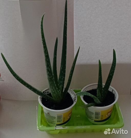 Алоэ вера растение