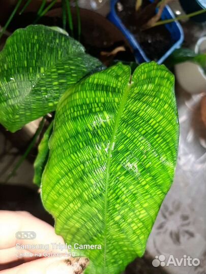 Спатифилум