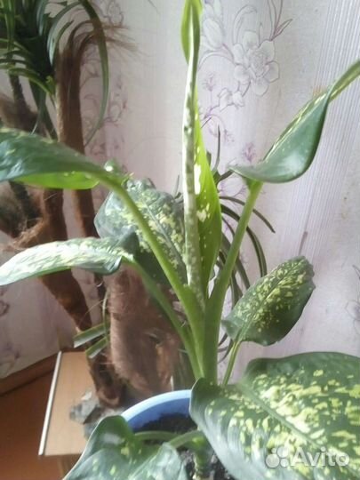 Диффенбахия