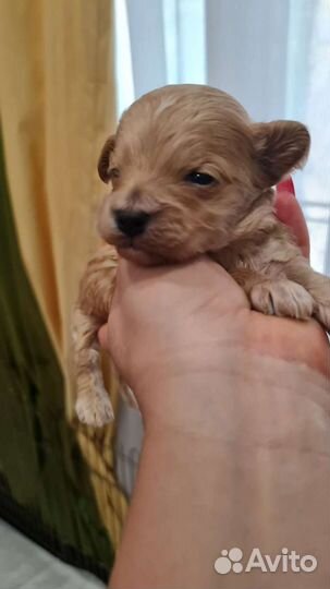 Мальтипу mini девочки и мальчики