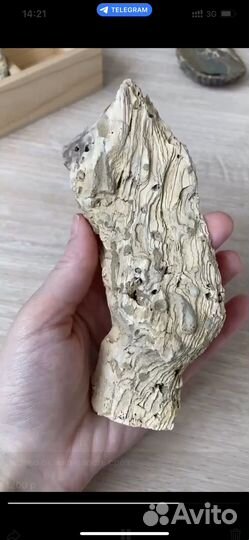 Окаменелое дерево